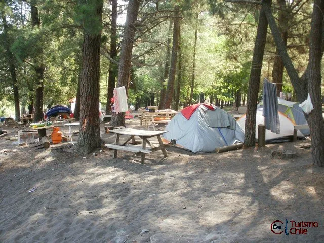Carpas y mesas de picnic instaladas bajo los pinos del camping